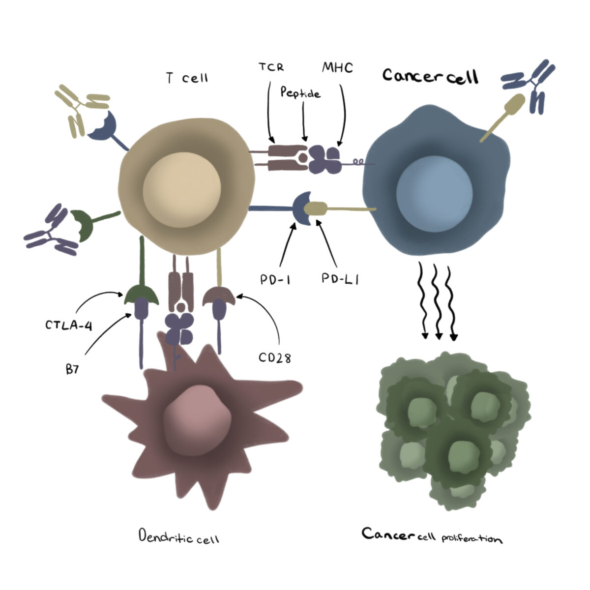 Mechanism in mouse models to allow cancer growth.